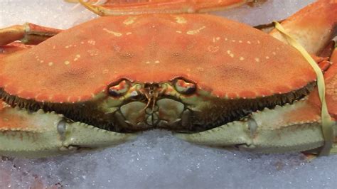sad crab company